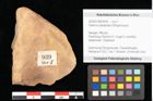 Foto (Objekt + Etikett) von Quercus palaeoilex Ettingshausen (NHMW-GEO-2024-0188-0939)